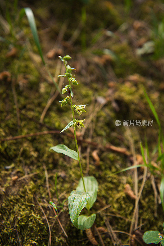 卡拉布里亚Sila儿童国家公园野生兰花(Epipactis sp.)